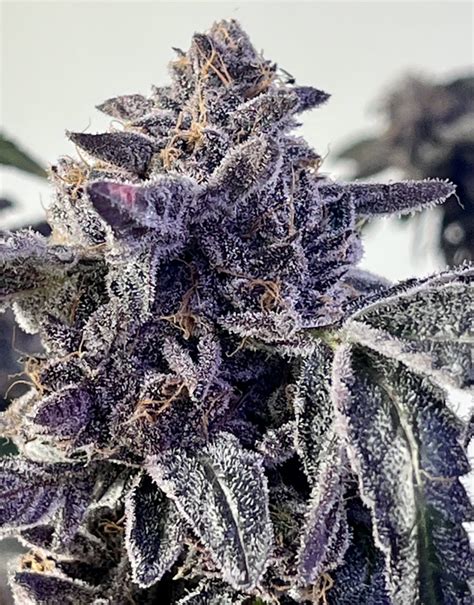 Sherb cream.pie strain - Sherb Crasher. Immaculate Purple Punch flavors with a heavy Wedding Cake potency. Insane nodule dense growing nugs, tightly stacked and doused in trichomes. ... A hybrid marijuana strain made by crossing two legendary strains, GSC and Fire OG. Grows dense, frosty green buds tipped with purple. True to its name, Animal Cookies has a sweet, sour ...